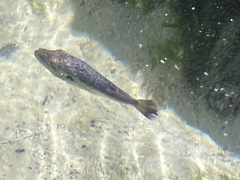 Diodon hystrix