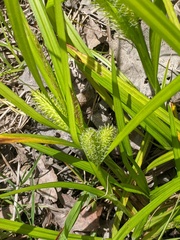 Carex frankii