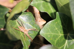 Pisaura mirabilis