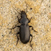Rain-Beetle - Photo (c) Thaddeus Charles Jones, some rights reserved (CC BY-NC), uploaded by Thaddeus Charles Jones