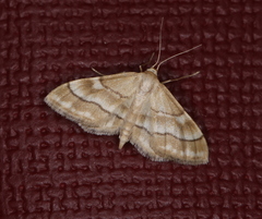 Idaea circuitaria