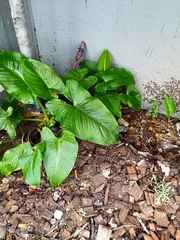 Zantedeschia aethiopica