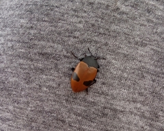 Iphiclus bimaculatus