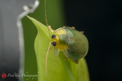 Hemipyxis semiviridis