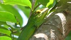 Anolis baracoae