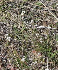 Arabis recta