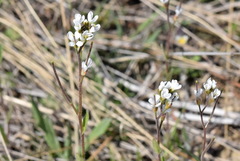 Arabis recta