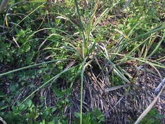Cyperus ligularis image