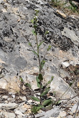 Arabis recta