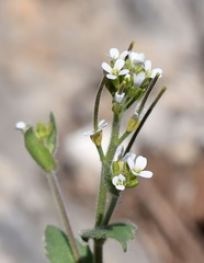 Arabis recta