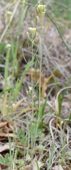 Arabis recta