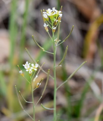 Arabis recta