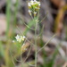 Annual Rockcress - Photo (c) Вадим, some rights reserved (CC BY-NC), uploaded by Вадим