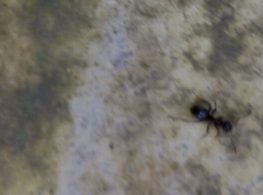 Lasius niger