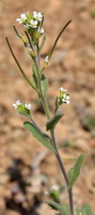 Arabis recta