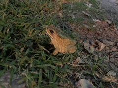 Duttaphrynus melanostictus