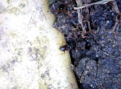 Lasius niger