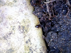 Lasius niger