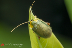 Hemipyxis semiviridis