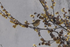 Phylloscopus collybita