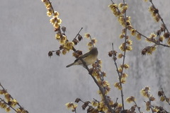 Phylloscopus collybita
