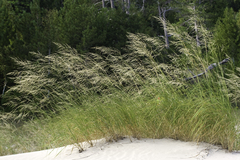 Sporobolus rigidus magnus