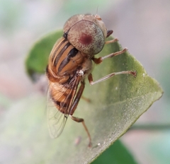 Eristalinus