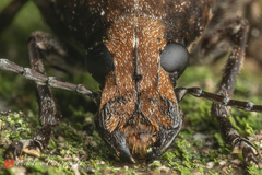 Platystomos wallacei