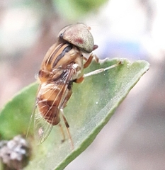 Eristalinus