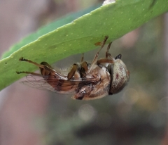 Eristalinus