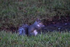 Sciurus carolinensis