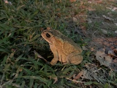 Duttaphrynus melanostictus