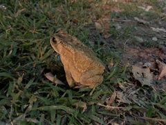 Duttaphrynus melanostictus