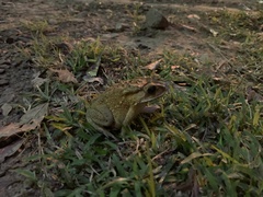 Duttaphrynus melanostictus