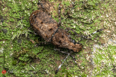 Platystomos wallacei