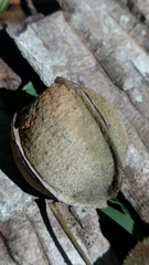Carya myristiciformis