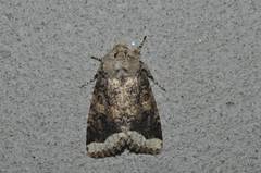 Orthosia limbata