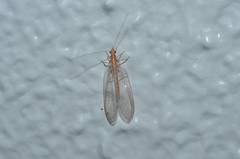 Chrysoperla nipponensis