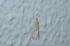 Chrysoperla nipponensis