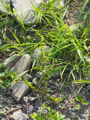 Rumex dentatus