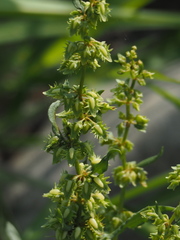 Rumex dentatus