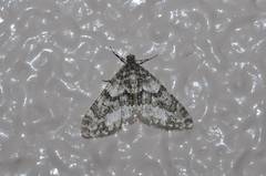 Esakiopteryx volitans