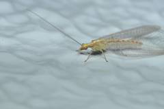 Chrysoperla nipponensis