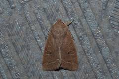 Anorthoa angustipennis