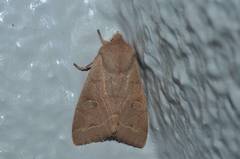Anorthoa angustipennis