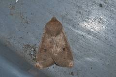 Anorthoa angustipennis