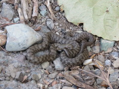 Natrix tessellata