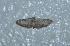 Eupithecia subbreviata