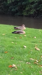 Alopochen aegyptiaca