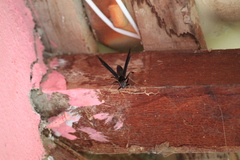Polistes satan